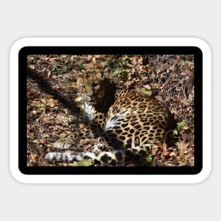 Leopard Sticker